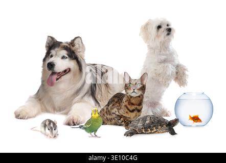 Gruppe verschiedener niedlicher Tiere auf weißem Hintergrund Stockfoto