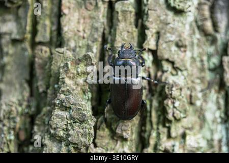Hirschkäfer (Lucanus cervus), auf Rinde sitzendes Weibchen, Nordrhein-Westfalen, Deutschland Stockfoto