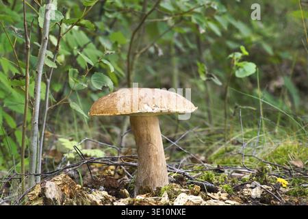 Dieser essbare Pilz, Leccinum scabrum, ist ein häufiger Anblick in Birkenwäldern, die oft in der Nähe von Bäumen wachsen Stockfoto