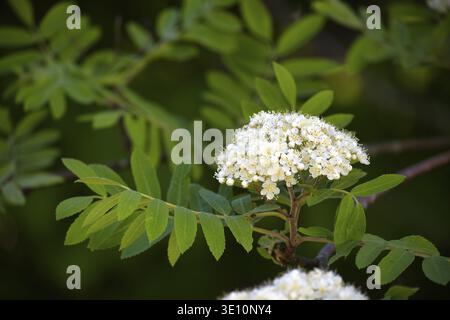 Nahaufnahme von zarten weißen Blüten in voller Blüte, umgeben von üppig grünen Blättern, die das Wesen des Frühlings einfangen Stockfoto