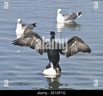 Kormoran breitet seine Flügel aus und trocknet Federn, während er auf einer Boje steht und Möwen herumschwimmen Stockfoto