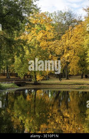 Goldene Herbstbäume säumen einen ruhigen Park an einem reflektierenden Teich. Warme Farben, sanftes Licht und ruhige Atmosphäre schaffen eine friedliche Naturszene perfekt Stockfoto