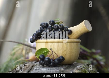 Nahaufnahme frischer Aronia-Beeren in einer Holzschale mit Mörtel, perfekt für Gesundheits- und Wellnesskonzepte Stockfoto