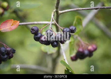 Nahaufnahme reifer Aronia-Beeren auf Zweigen vor einem verschwommenen grünen Hintergrund Stockfoto