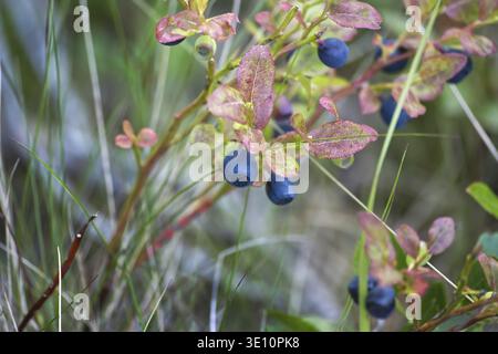 Reife Heidelbeeren wachsen auf einem Busch mit grünem Gras und bunten Blättern in einem Wald. Er wurde bei Tageslicht aufgenommen und bietet lebendige Farben und h Stockfoto