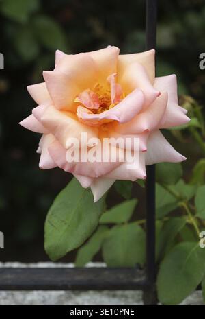 Pfirsichrosa Rose mit zarten Blütenblättern, die in einem Garten blühen Stockfoto