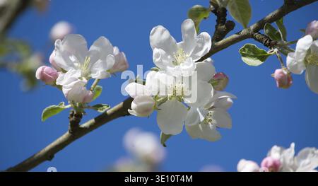 Nahaufnahme von zarten weißen Apfelblüten, die vor einem leuchtend blauen Himmel blühen. Die Blüten blühen in voller Blüte und zeigen ihre komplizierten Details Stockfoto