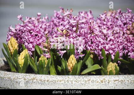 Eine lebhafte Darstellung rosafarbener Hyazinthen in voller Blüte, die von gelben Knospen und grünem Laub akzentuiert wird, schafft eine farbenfrohe Outdoor-Szene Stockfoto