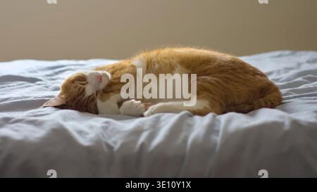 ginger-Tabby-Katze, die friedlich auf grauer Bettwäsche schläft Stockfoto