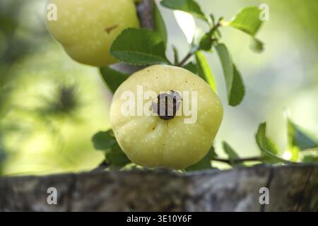 Nahaufnahme der Reifen gelben japanischen Quittenfrucht (Chaenomeles japonica), die an einem von grünen Blättern umgebenen Zweig in einem Sommergarten hängt Stockfoto