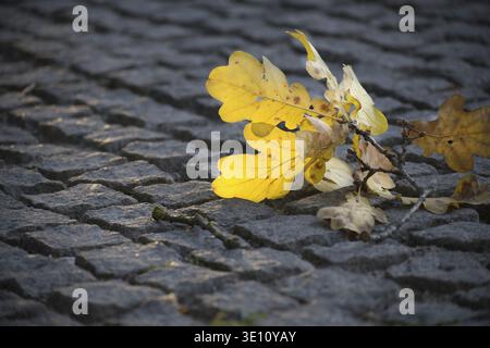 Ein detaillierter Blick auf gelbe und braune Herbstblätter, die auf einer Kopfsteinpflasterstraße ruhen und die Veränderung während der Herbstsaison symbolisieren Stockfoto