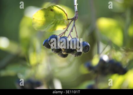 Nahaufnahme der Reifen Aronia melanocarpa-Beeren, die an einem Zweig hängen, umgeben von grünen Blättern und natürlichem Licht Stockfoto