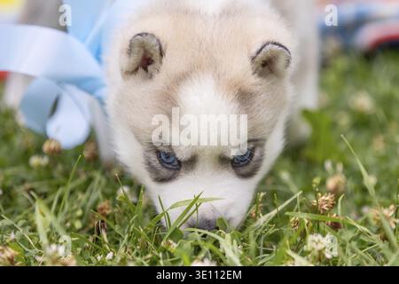 Süßer sibirischer Husky-Welpe mit blauen Augen, die Gras schnüffeln Stockfoto