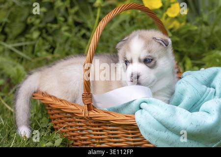 Süßes sibirisches Hündchen mit blauen Augen im Korb, mit Zunge und Kopierraum Stockfoto