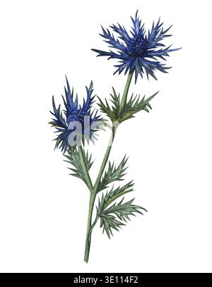 Aquarellfiebergras, Distel, blauer Dorn. Handgezeichnete Kräuterillustration. Honigkraut Stockfoto