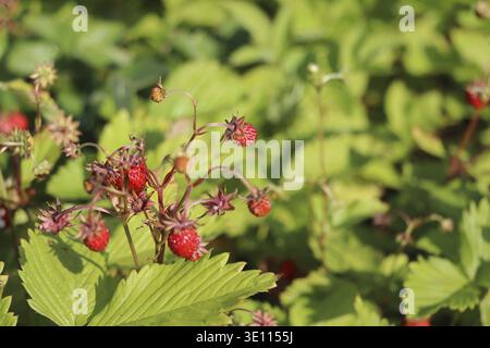 Wilder Erdbeerstrauch im Wald. Rote Erdbeeren, Beeren und weiße Blüten auf einer wilden Wiese, Nahaufnahme Stockfoto