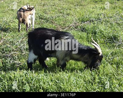 Ziegen grasen auf grünem Gras auf einem sonnigen Feld Stockfoto