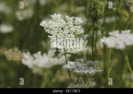 Daucus-Karota-Pflanzen oder wilde Karotten in Blüte Stockfoto