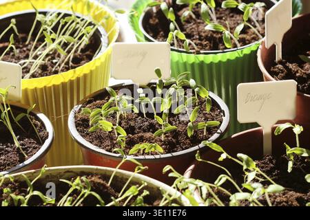 Junge Tomaten Keimlinge mit Kunststoff tags in Töpfen Stockfoto
