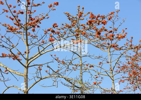 Blumen von gemeinem Bombax (Baumwollbaum, Seide-Baumwoll-Baum, Roter Seide-Baumwoll-Baum) blühen auf den Zweigen mit blauem Himmel Hintergrund Stockfoto