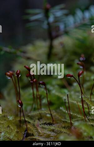 Makronaht von Moossporophyten mit Wassertröpfchen auf Sporenkapseln, die auf einem Waldboden in weichem Naturlicht wachsen. Stockfoto
