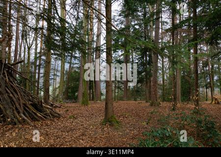 Waldszene mit hohen Bäumen und einem Haufen von Ästen auf dem blattbedeckten Waldboden. Stockfoto