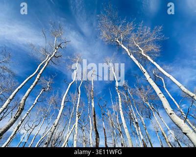 Im Winter zieht sich ein Aspenhain in den Himmel vor einem blauen Himmel mit hellen Wolken. Stockfoto