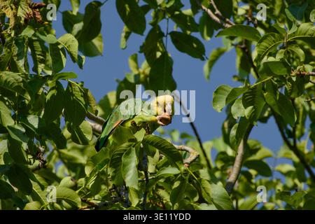 Gelbköpfiger amazonaspapagei, der sich von einem Walnuss ernährt, während er zwischen grünen Blättern in einem Baum sitzt. Stockfoto