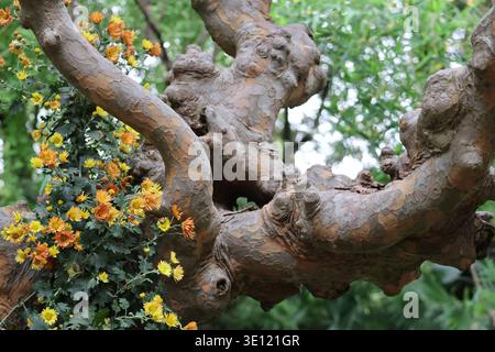 Baumstamm mit wunderschönen gelben und orangen Chrysanthemen-Blüten dekoriert Stockfoto