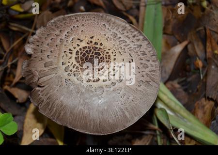 Gefälschte Parasol Pilz wächst im Hof Stockfoto