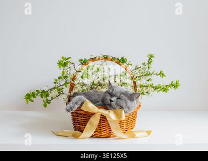 Britische Katze schläft in einem Korb mit Blumen und Bogen auf weißem Hintergrund. Wunderschöne Osterkomposition mit einer niedlichen Katze. Lustige Haustiere. Stockfoto