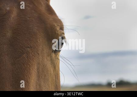 Eine Nahaufnahme des Pferdeauges, die seine Details vor einem verschwommenen Hintergrund zeigt Stockfoto
