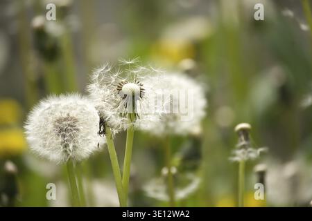 Eine lebendige Makroansicht von Löwenzahn-Samenköpfen vor einem verschwommenen Gartenhintergrund, der Natur und Wachstum darstellt Stockfoto