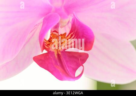 Nahaufnahme einer rosa Orchideenblume mit detaillierten Blütenblättern. In der Mitte sind leuchtende orange und rote Muster zu sehen. Der weiche Hintergrund unterstreicht die Eleganz der Blüte Stockfoto