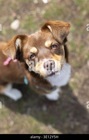 Brauner und weißer Hündchen, der draußen sitzt und aufblickt. Gemischte Rasse Stockfoto