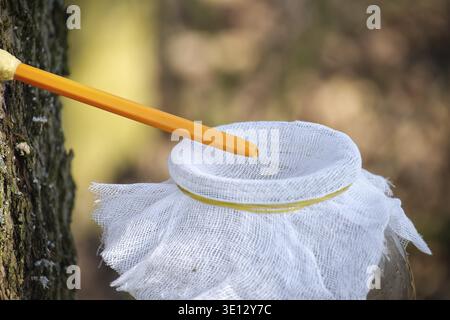 Nahaufnahme eines orangen Hahns, der in einen Ahornbaum gesteckt wurde und den saft in einen mit weißem Tuch bedeckten Topf in einem Wald abtropft Stockfoto