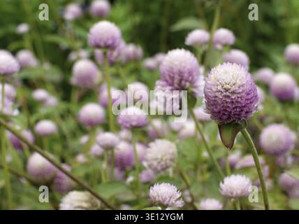 Globus Amaranth Blüten wachsen in verschiedenen Rosa- und Violetttönen auf einem grünen Feld Stockfoto