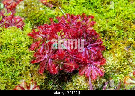 Nahaufnahme von Drosera spatulata. Stockfoto
