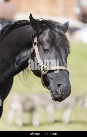 Porträt des schwarzen Pferdegesichts in Nahaufnahme, draußen Stockfoto
