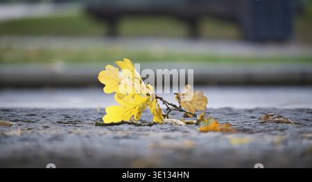 Gelbe und braune Herbstblätter liegen auf der Kopfsteinpflasterstraße und fangen das Wesen des Herbstes und des Übergangs der Natur ein Stockfoto