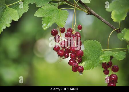Nahaufnahme reifer roter Johannisbeeren, die an Zweigen mit üppigem grünem Laubhintergrund in einer Gartenumgebung hängen Stockfoto