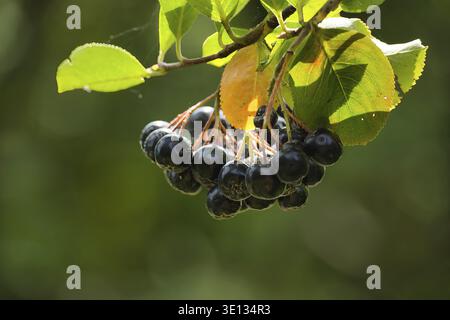Nahaufnahme der Reifen Aronia melanocarpa-Beeren, die an einem Zweig hängen, umgeben von grünen Blättern und natürlichem Licht Stockfoto