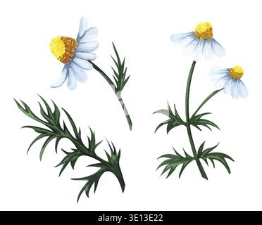 Aquarell Kamillenblumen auf weißem Hintergrund isoliert gesetzt. Handgezeichnete Wildblume mit weißen Blütenblättern und grünen Blättern Stockfoto