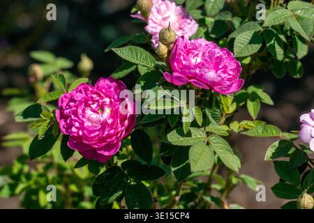 Rosenkäfer auf einer Pompon de Bourgogne Rose Blüte Stockfoto