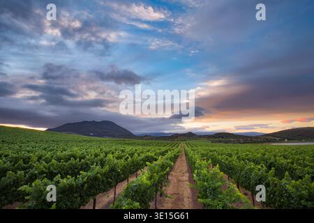 Ein atemberaubendes Weitwinkelfoto, das die weitläufige Schönheit der Beckstoffer Vineyards in der Red Hills AVA im Lake County, Kalifornien, einfängt Stockfoto