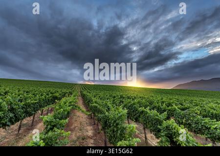 Ein atemberaubendes Weitwinkelfoto, das die weitläufige Schönheit der Beckstoffer Vineyards in der Red Hills AVA im Lake County, Kalifornien, einfängt Stockfoto