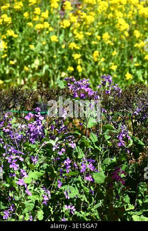 Chinesische Veilchenblüten (Orychophragmus violaceus). Brassicaceae jährlich. Im Frühjahr produziert es blassviolette Blüten in den Rassimen. Stockfoto