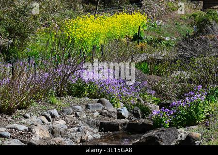 Chinesische Veilchenblüten (Orychophragmus violaceus). Brassicaceae jährlich. Im Frühjahr produziert es blassviolette Blüten in den Rassimen. Stockfoto