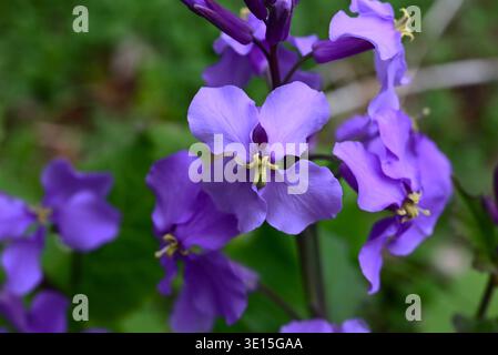 Chinesische Veilchenblüten (Orychophragmus violaceus). Brassicaceae jährlich. Im Frühjahr produziert es blassviolette Blüten in den Rassimen. Stockfoto