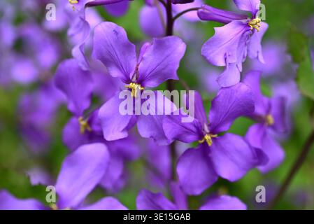 Chinesische Veilchenblüten (Orychophragmus violaceus). Brassicaceae jährlich. Im Frühjahr produziert es blassviolette Blüten in den Rassimen. Stockfoto